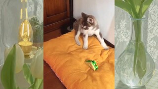 หมาตลก #ชาติที่เป็นมนุษย์ #555