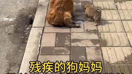 แม่หมาผู้น่าสงสารพาลูกตัวนี้ไปขอทานตามละแวกนี้ทุกวัน