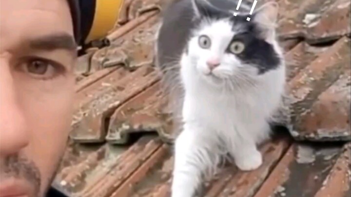Cat: How did you manage to repair yourself into human form?!