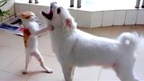When Dogs Meet Cats: Hilarious and Adorable Moments!