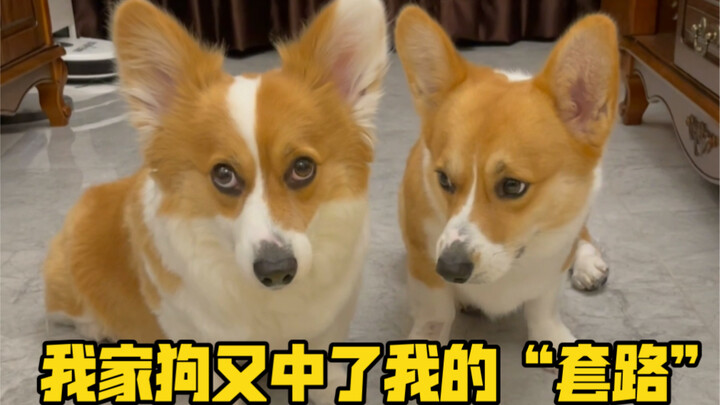 Xiao Bei: Setiap hari mendapat pelajaran dari “🐶”