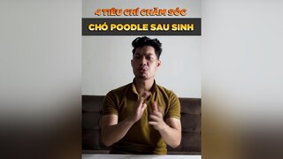 4 tiêu chí chăm sóc chó poodle sau sinh petonesaigon dcgr tuitienpet
