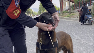 护学岗上的警犬竟然眼馋小朋友手中的烤肠，下班后铲屎官立马给安排上了……