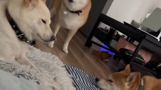 The mother came in and scolded the father and son who had just played crazy