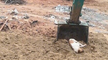 Excavator digs up sleeping dog