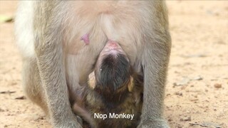 Adorable Newborn Monkey Jilla Fall Asleep During Get Milk Mom, Jill Very Busy With Newborn Milk
