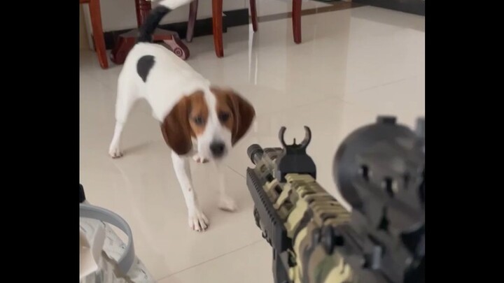 Dog: Damn crazy woman