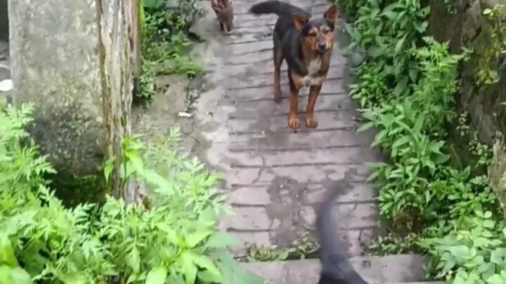 الخنزير الصغير جاء من جديد لزيارة الكلب واللعب معه.