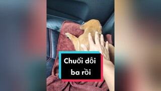 Sắp về tới nhà rồi Chuối ơi....cunyeucuadua chó chócon chókhôn chócute haiduong bacninh