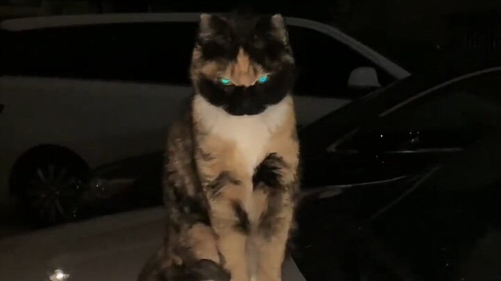 Dalam perjalanan pulang kerja, bertemu seekor kucing kecil yang sepertinya memakai topeng sendiri