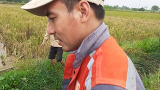 Đi đào đặc sản chuột đồng. Kết quả quá mỹ mãn