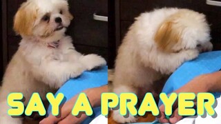 Cute Shih Tzu Puppy's Full Training on Say Your Prayers