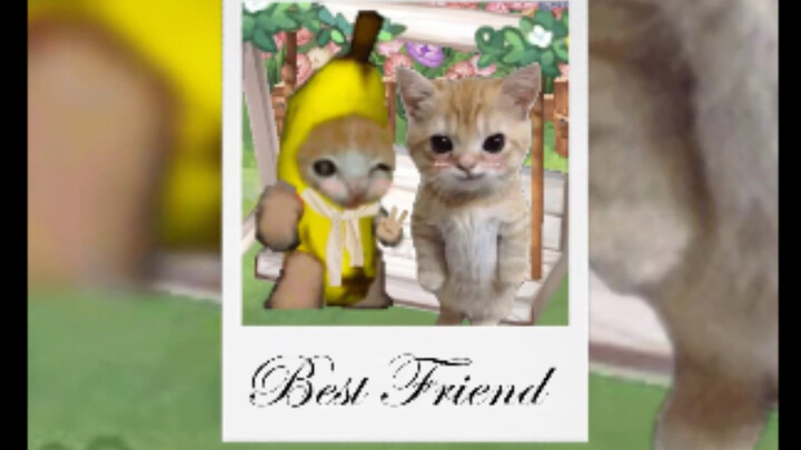 بعد التخرج، انفصلت قطة الموز عن الدمية عاطفيًا، والسبب هو...؟