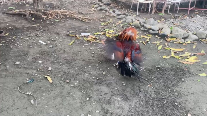 Omni dom vs claret stags