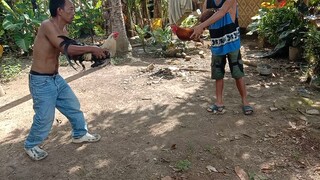 7x talisay