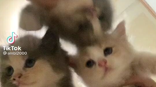Kyut pusa
