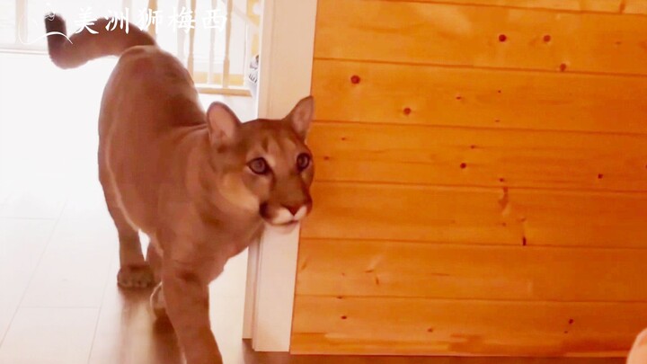 Puma Messi: Dad, I’m only five! I can’t go to the bathroom by myself.