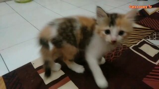 Anak Kucing Lucu Ketika Di Marahi Sama Ibunya Gak Nurut Ini Akibatnya..! Di Latih Bela Diri