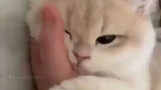 Is it really that soft?