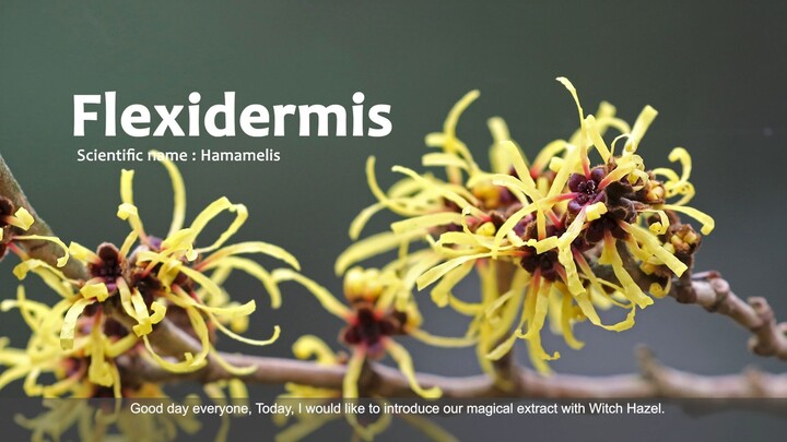 Flexidermis (ENG) video