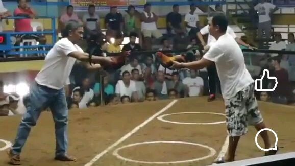 Wayback 2018 mqy father boston roundhead 7months old