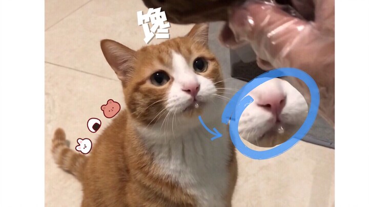 Kegemukan si kucing oranye bukan tanpa alasan.