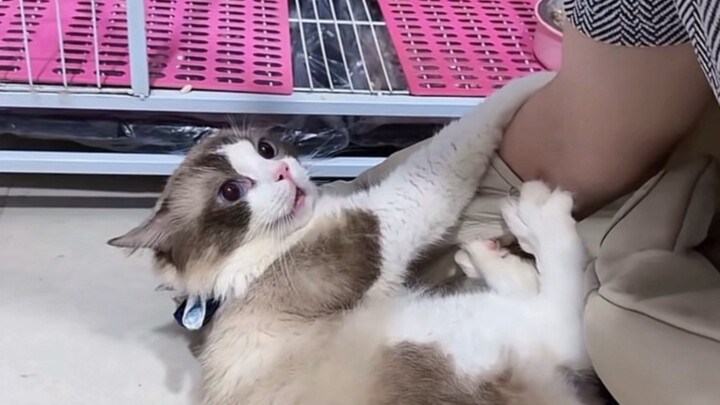 ไม่น่าเชื่อเลยว่าแมวตัวหนึ่งจะทำเรื่องแย่ได้ขนาดนี้...