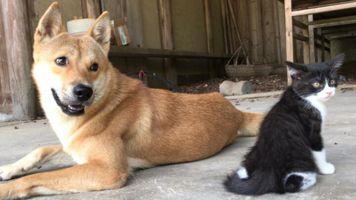The little kitten’s first official meet-and-greet with the dog—so scared it’s tucking its tail and w