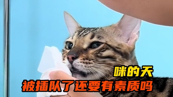 Do even little kittens need good manners?