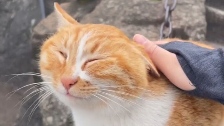 Kucing kecil di Gunung Hua yang menyambut tamu dengan senyum, seekor kucing oranye besar yang sangat