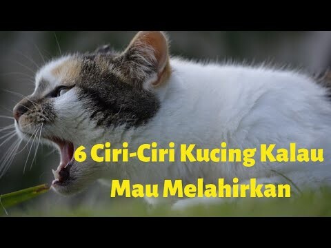 6 Ciri Ciri Kucing Kalau Mau Melahirkan