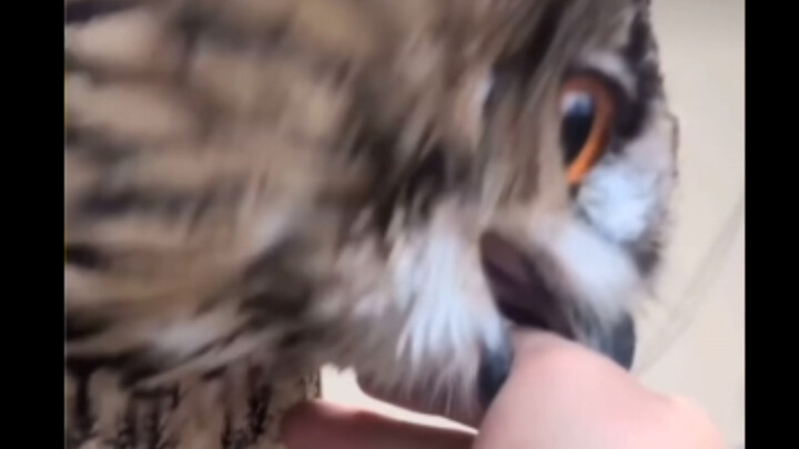 عندما تلمس مخالب البومة، ستحصل على نقرة بلا رحمة منها.