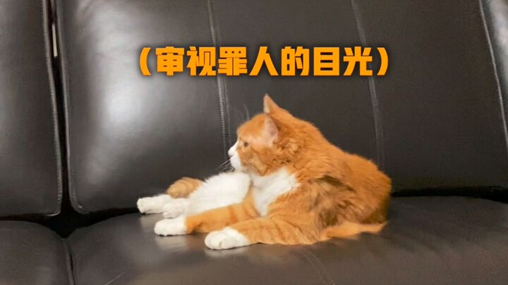 当橘猫小咪发现喜欢的座位被铲屎官占了，会有什么反应？
