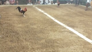 1st fight win