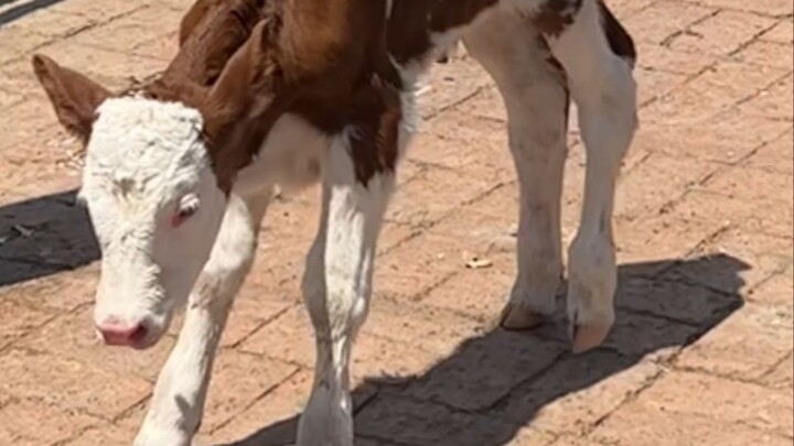 Begitu sang paman berteriak, si anak sapi langsung melayang ke surga.