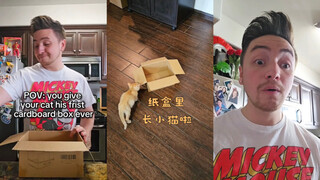 盒子里怎么长猫猫啦🐱🥺
