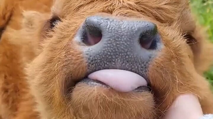 “So cute little cow... it’s a beef skewer!”