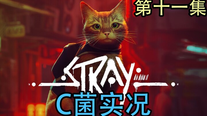 C-kun "Stray" – Mèo hoang cyberpunk, tập 11