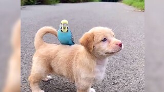 lovely dog and his friends