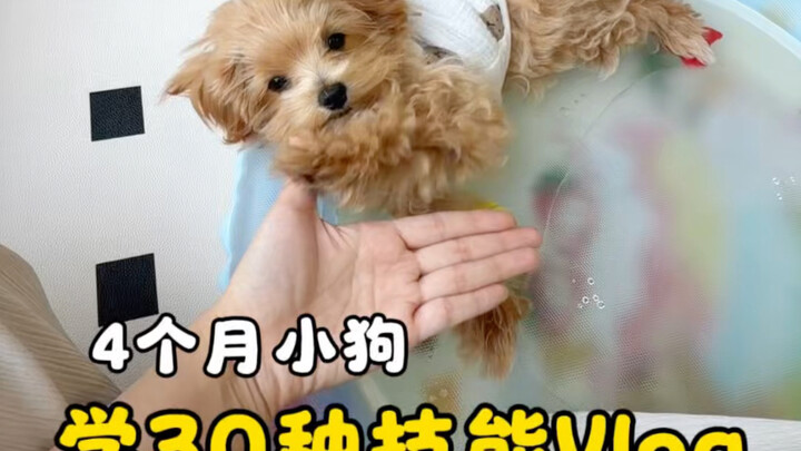 A 4-month-old puppy learned “OK” and “bye-bye” in one meal—congratulations…