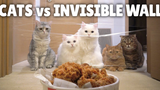 Feeding fried chicken to my cats through an invisible wall