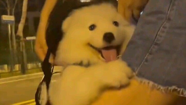 "A Guide to the Joys of Dog Ownership"