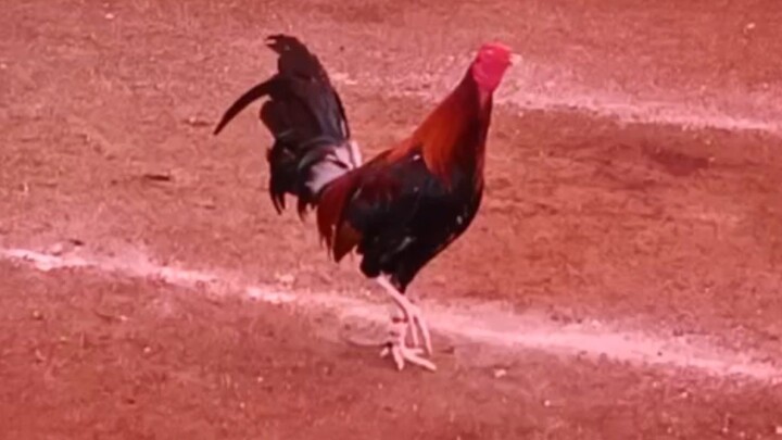 easy win #lemonXroundhead