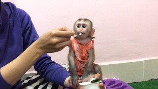 Mom feed Mino monkey  some yogurt