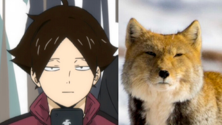 Haikyuu!: A more attractive animal world