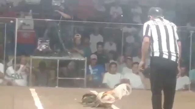 FIRST FIGHT WHITE CHOCO DOME