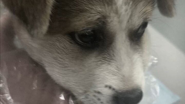 A puppy rescued from a dog farm has a gruesome, deep wound around its neck.