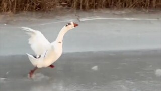 慢点慢点等等我