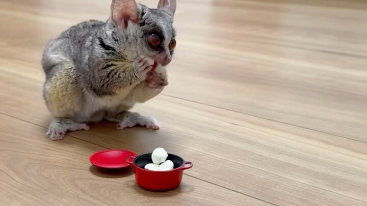 Pets at Home