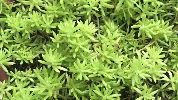 เขียวเขียว